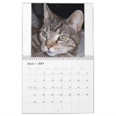 Getigerte Katzen Kalender (Mär 2027)