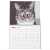 Getigerte Katzen Kalender (Feb 2027)