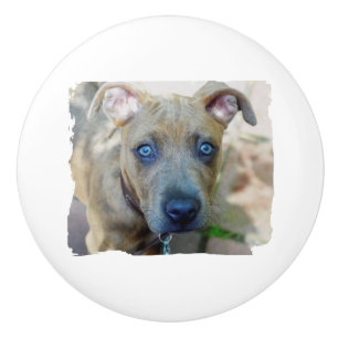 Getigerter Pit Bull Welpe von Shirley Taylor Keramikknauf