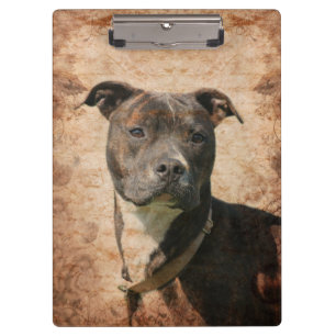 Getigerter Pitbull Klemmbrett