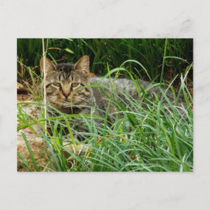 Getigertes Katzenbild beim Verstecken im Grasgarte Postkarte