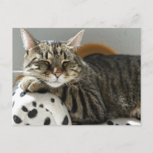 Getränkte Katze entspannt Postkarte