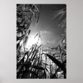 Getreide Schwarz Weiß Poster (Vorne)