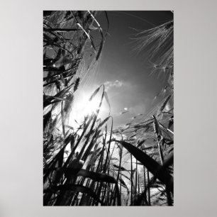 Getreide Schwarz Weiß Poster