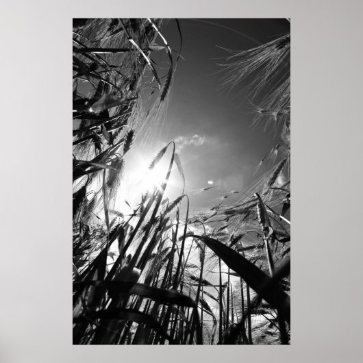 Getreide Schwarz Weiß Poster (Vorne)
