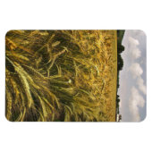 Getreidefeld Magnet (Horizontal)