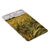 Getreidefeld Magnet (Rechte Seite)