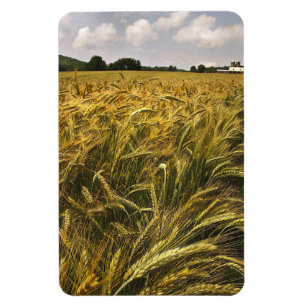 Getreidefeld Magnet