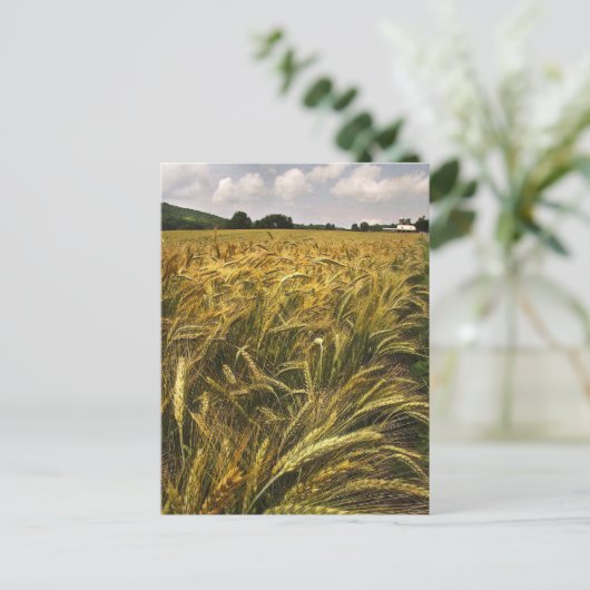 Getreidefeld Postkarte (Stehend Vorderseite)