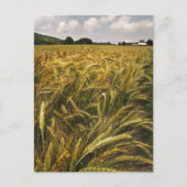 Getreidefeld Postkarte (Vorderseite)