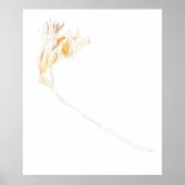 Getrocknet Freesia Poster (Vorne)