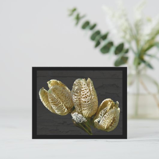 Getrocknete Lily Seed Pods Postkarte (Stehend Vorderseite)