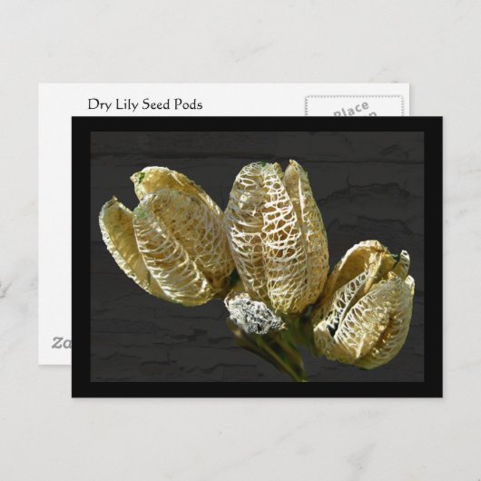 Getrocknete Lily Seed Pods Postkarte (Vorne/Hinten)