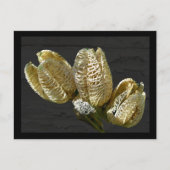 Getrocknete Lily Seed Pods Postkarte (Vorderseite)