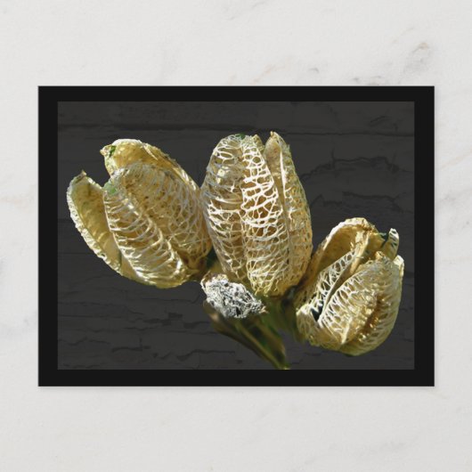 Getrocknete Lily Seed Pods Postkarte (Vorderseite)
