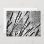 Getrocknete Rasen Betonwand Schwarz-Weiß Postkarte (Vorne/Hinten)