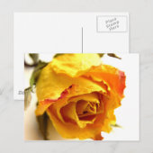 Getrocknete Rose Postkarte (Vorne/Hinten)