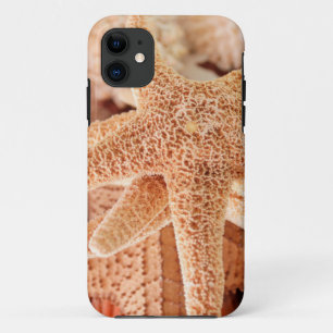 Getrocknete Seesterne als Souvenirs verkauft 2 Case-Mate iPhone Hülle