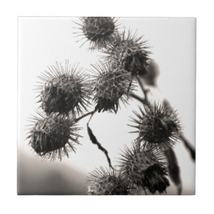 Getrockneter Dock Fliese