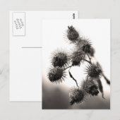 Getrockneter Dock Postkarte (Vorne/Hinten)