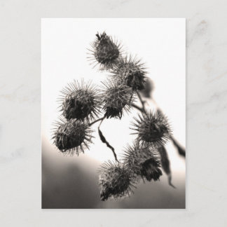 Getrockneter Dock Postkarte