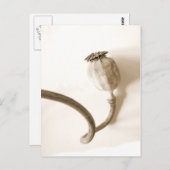 getrockneter Mohn ‚papavero secco‘ Postkarte (Vorne/Hinten)