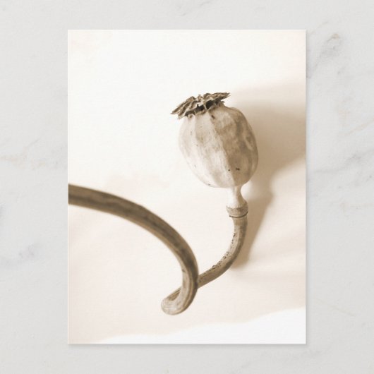 getrockneter Mohn ‚papavero secco‘ Postkarte (Vorderseite)