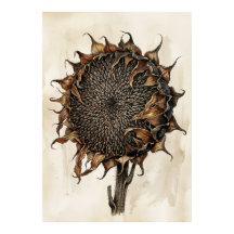 Getrockneter Sonnenblumen-Botanikdruck | Vintage N