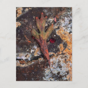 Getrocknetes Eichenblatt auf rostiger Metalltextur Postkarte