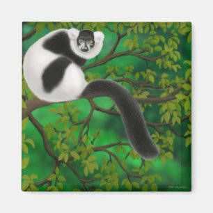 Getrumpfter Lemur-Schwarzweiss-Magnet Magnet