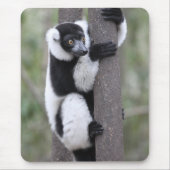Getrumpfter Schwarzweiss-lemur auf Baum Mousepad (Vorne)
