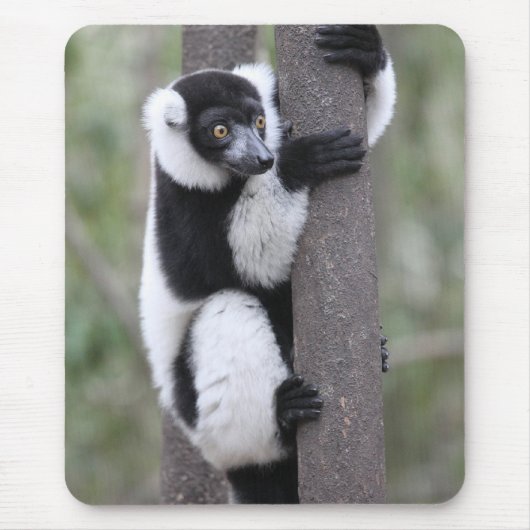 Getrumpfter Schwarzweiss-lemur auf Baum Mousepad (Vorne)