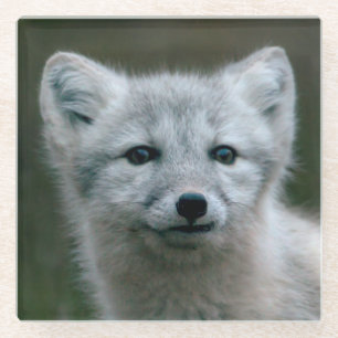 Getty Bilder  arktischer Fox-Ausrüstung Glasuntersetzer