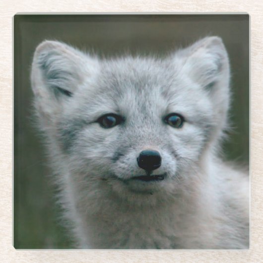 Getty Bilder| arktischer Fox-Ausrüstung Glasuntersetzer (Vorderseite)