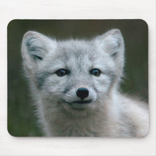 Getty Bilder| arktischer Fox-Ausrüstung Mousepad (Vorne)