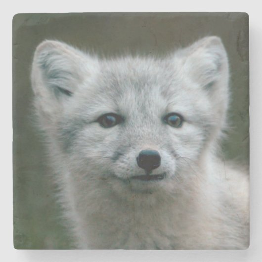 Getty Bilder| arktischer Fox-Ausrüstung Steinuntersetzer (Vorderseite)