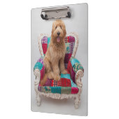 Getty Bilder | niedliches Goldendoodle Klemmbrett (Links)