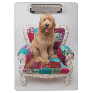 Getty Bilder niedliches Goldendoodle Klemmbrett