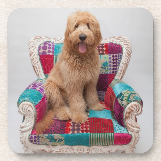 Getty Bilder | niedliches Goldendoodle Untersetzer (Vorderseite)