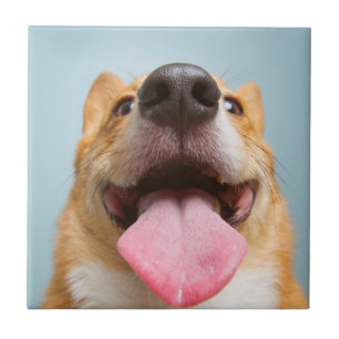 Getty Bilder sehr glücklicher Corgi Fliese