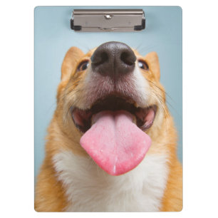Getty Bilder  sehr glücklicher Corgi Klemmbrett