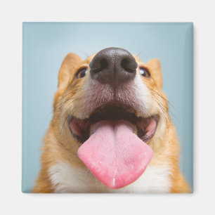 Getty Bilder sehr glücklicher Corgi Magnet