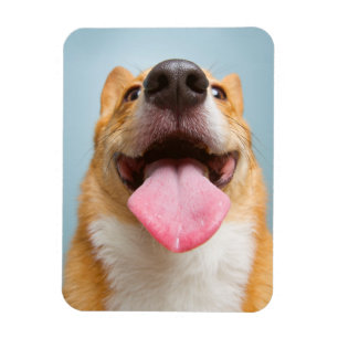 Getty Bilder sehr glücklicher Corgi Magnet