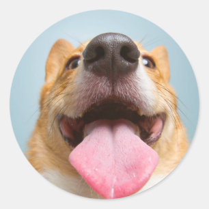 Getty Bilder  sehr glücklicher Corgi Runder Aufkleber