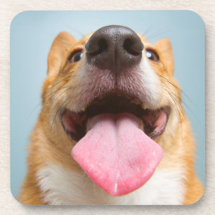 Getty Bilder  sehr glücklicher Corgi Untersetzer