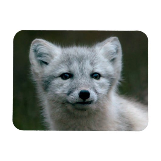Getty Images | Arctic Fox Kit Magnet (Horizontal)
