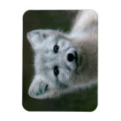 Getty Images | Arctic Fox Kit Magnet (Vertikal)