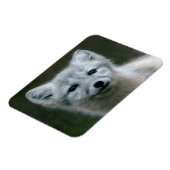 Getty Images | Arctic Fox Kit Magnet (Linke Seite)