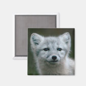 Getty Images | Arctic Fox Kit Magnet (Vorderseite/Rückseite)