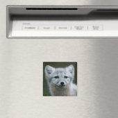 Getty Images | Arctic Fox Kit Magnet (In Situ (Geschirrspüler))